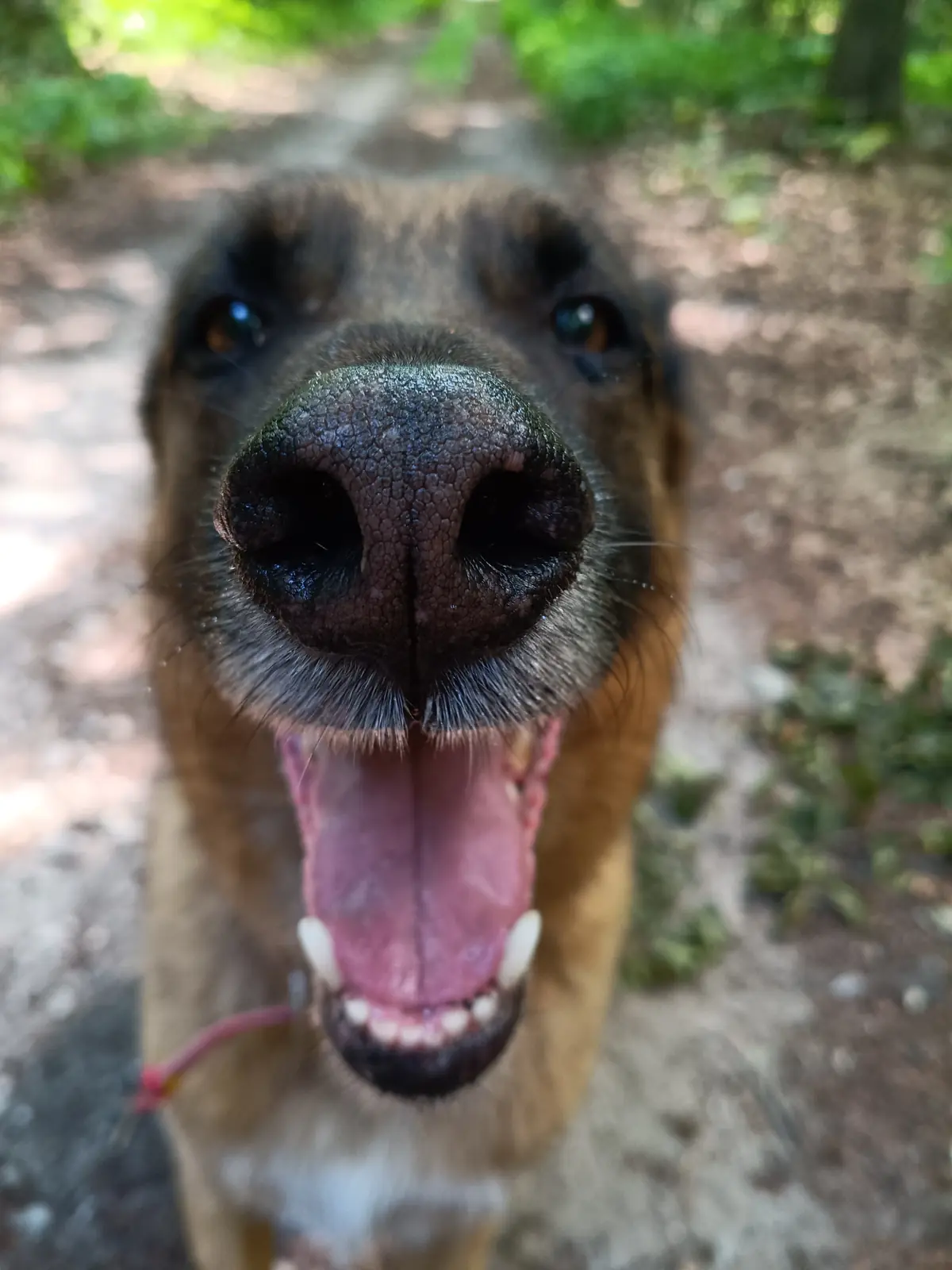 A dog's muzzle almost touching the lens, mouth open, on a shaded woodland path.