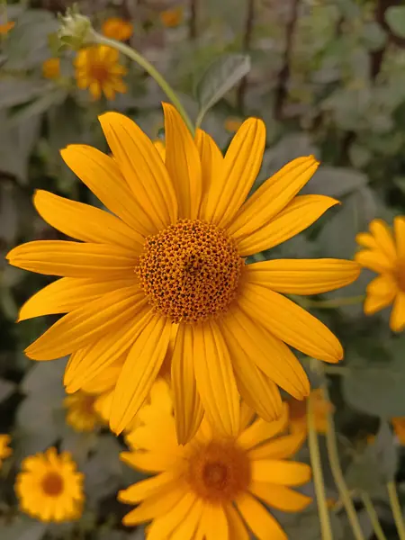 A cluster of yellow daisy-like flowers against a bright sky. No dog in this one.
