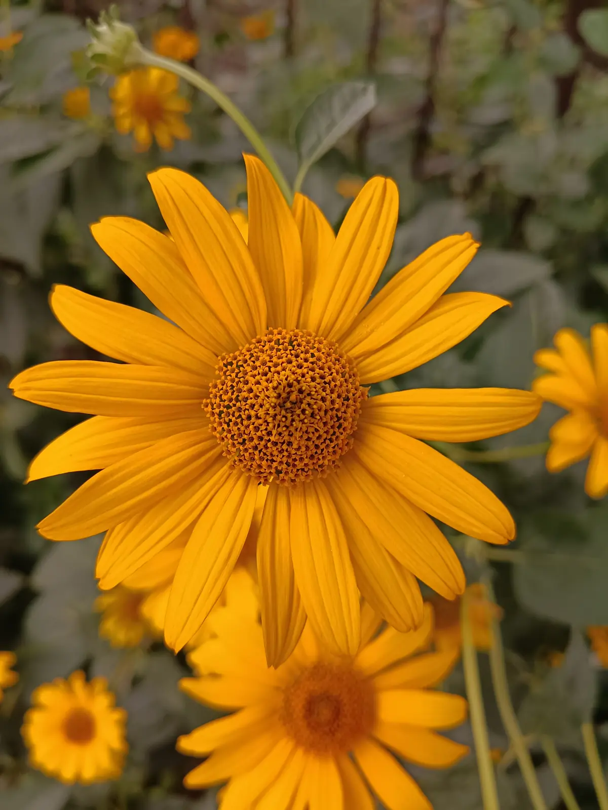 A cluster of yellow daisy-like flowers against a bright sky. No dog in this one.