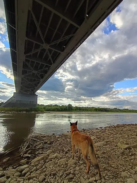 Under the girders of a steel road bridge, a small dog on a wide stony riverbank.