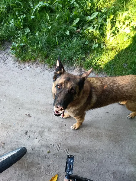 A soaked dog shaking itself dry on a concrete slipway, ears flying.