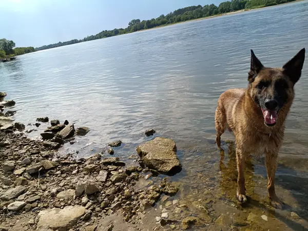 A wide river, rocks along the near bank, a dog standing ankle deep in the shallows.