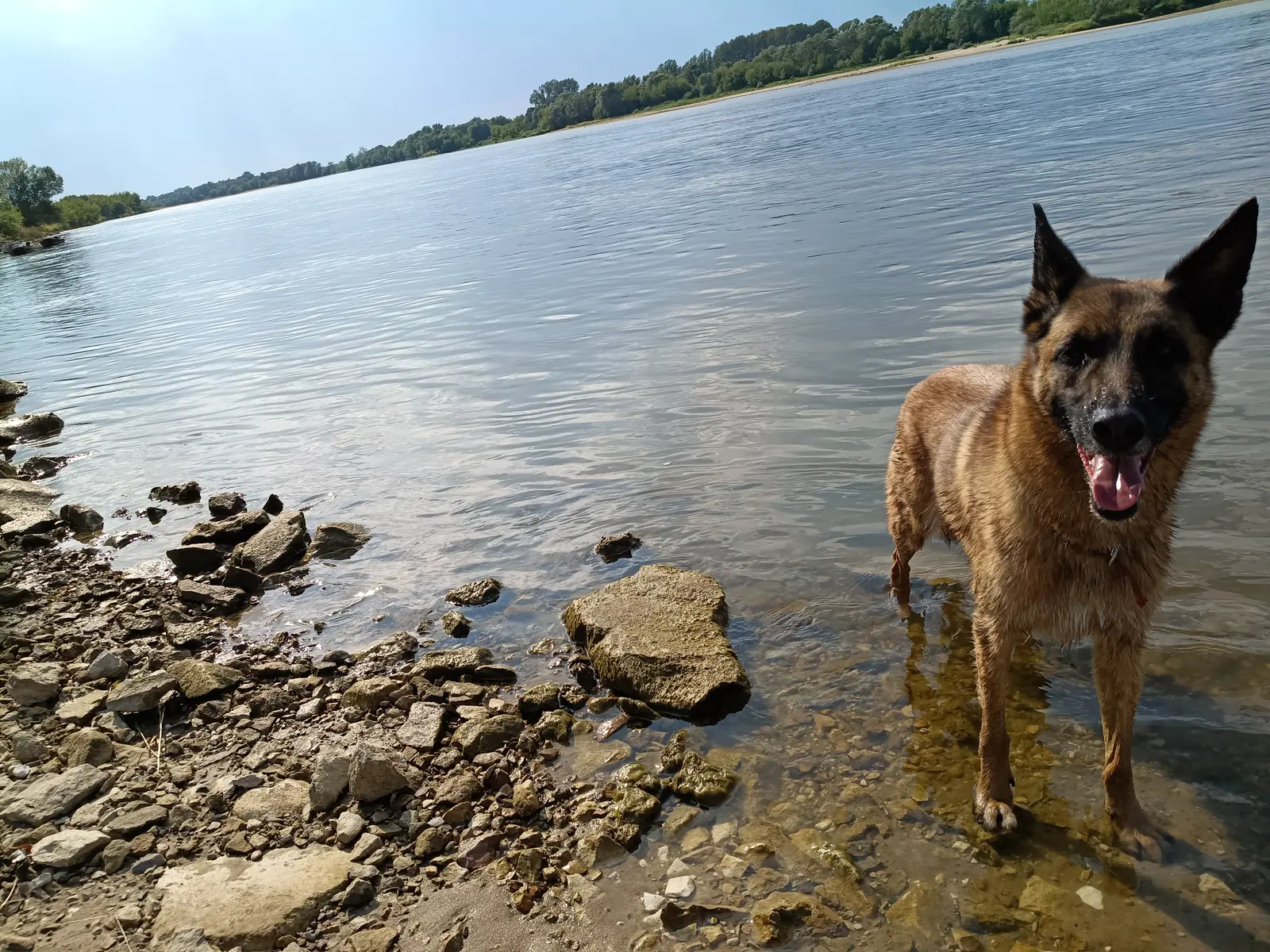 A wide river, rocks along the near bank, a dog standing ankle deep in the shallows.