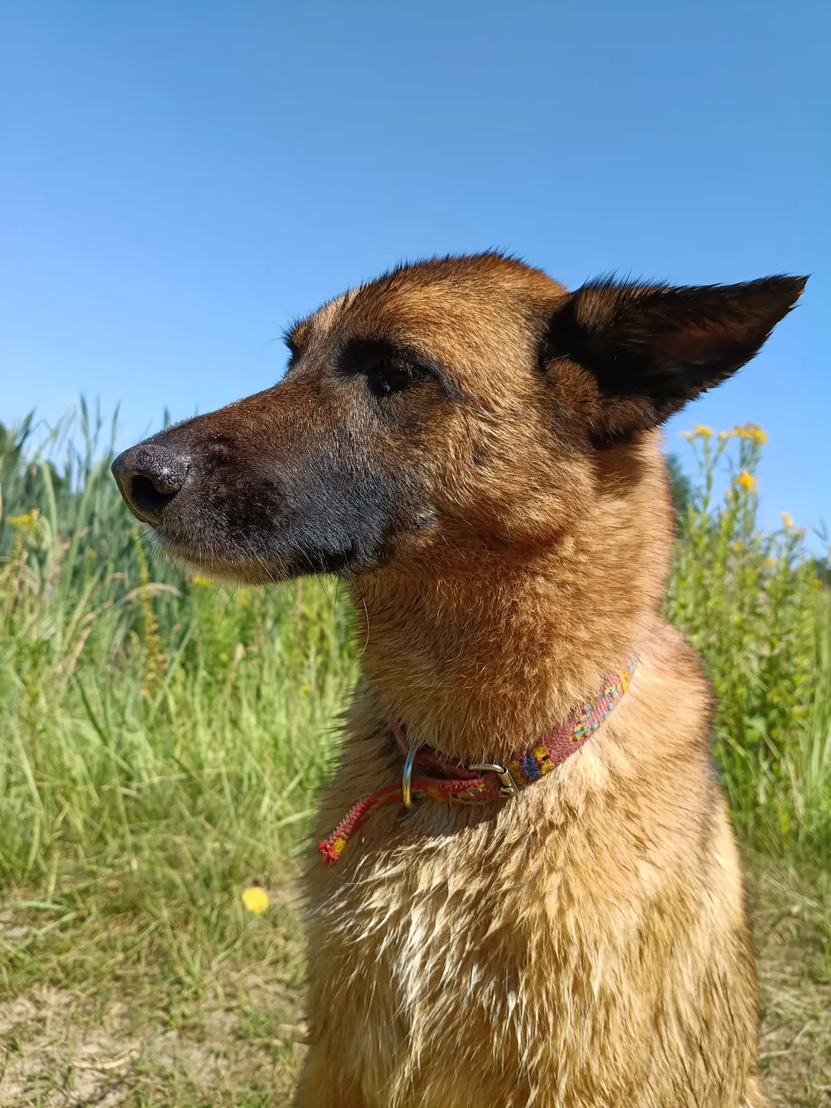 A dog in profile against a deep blue sky, sitting in tall meadow grass.