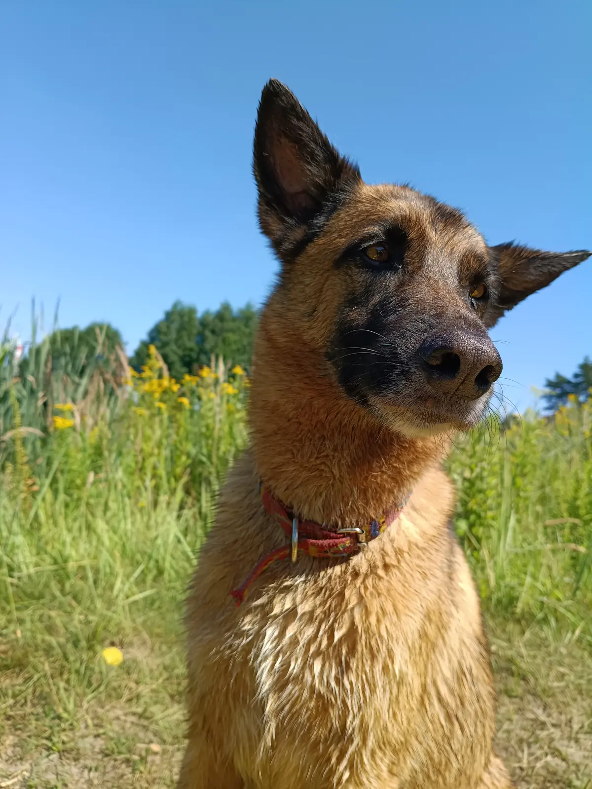 The same meadow, three-quarter view, ears up, wet fur drying in the sun.