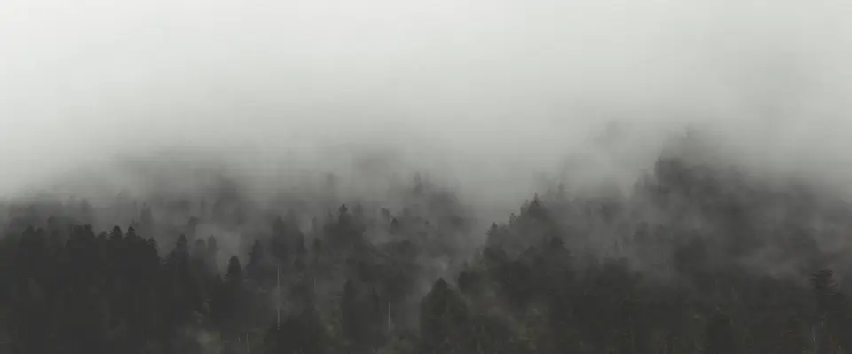 Fog sitting on a treeline, nothing in the top half